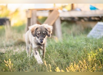 FELIA -wartet im Tierheim 79312 Emmendingen auf ihr liebevolles Für-immer-Zuhause