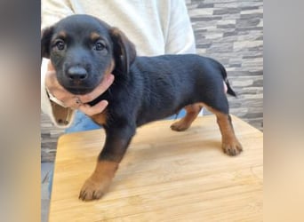 ROBI-kleiner Zwerg sucht seinen Lieblingsmenschen