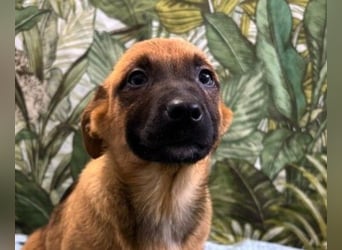 Cooper – bereit für die große Reise ins Glück