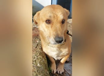 HONEY-feiner Charakter, traurige, braune Kulleraugen auf der Suche nach liebevollem Zuhause