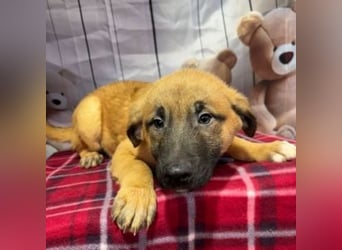 ZORRO-möchte IHR neues Familienmitglied werden!