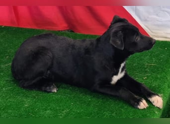 LORETTE - Zuckerschock, die kleine, unscheinbare Lorette sucht liebevolles Für-immer-Zuhause