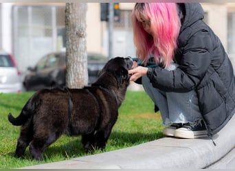 NORR-kleiner Sonnenschein, sehr lieb, ausgeglichen, verspielt, menschenbezogen