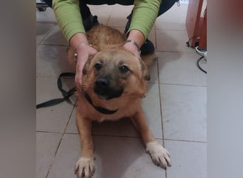 NELLY-Herz aus Gold sucht sehnlichst liebevolles Für-immer-Zuhause