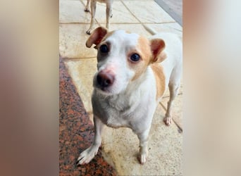 Fröhlicher BAKU-wartet in 79280 Au auf sein liebevolles Zuhause