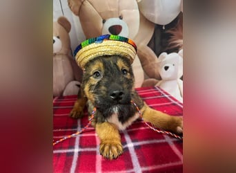 Archie – bereit für das große Welpenabenteuer