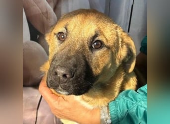 KNOX- sehr menschenbezogen, verschmust, liebesbedürftig bereit für seine Für-immer-Familie