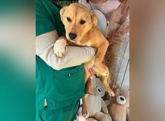 Hübsche IRIS-verschmust, liebesbedürftig sucht sie dringend ihr liebevolles Für-immer-Zuhause