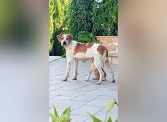 CAMINO- sucht ein Zuhause, wo sie Liebe, Fürsorge und Unbeschwertheit erfahren darf
