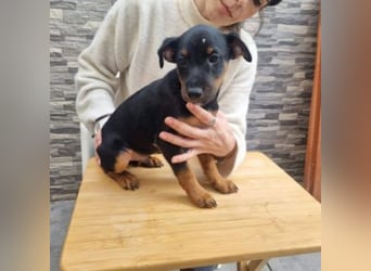 POLO-bald alt genug für seinen guten Start ins Leben