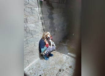 CAMINO- sucht ein Zuhause, wo sie Liebe, Fürsorge und Unbeschwertheit erfahren darf
