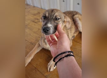 LINDA-sucht menschliche Zuwendung in einem echten, liebevollen Für-immer-Zuhause