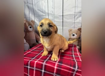 Scout – will endlich mehr erleben als den tristen Tierheimalltag