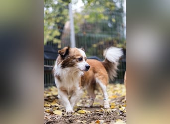 BISCUIT-kleiner Sonnenschein-liebevoll, anhänglich sucht sein liebevolles Für-immer-Zuhause