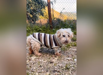 JHONNY-wahrer Schatz auf 4 Pfoten erobert alle Herzen, wartet sehnsüchtig auf sein Für-immer-Zuhause