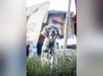FELIA -wartet im Tierheim 79312 Emmendingen auf ihr liebevolles Für-immer-Zuhause