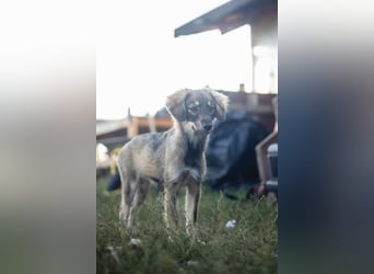 FELIA -wartet im Tierheim 79312 Emmendingen auf ihr liebevolles Für-immer-Zuhause