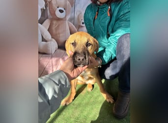 KNOX- sehr menschenbezogen, verschmust, liebesbedürftig bereit für seine Für-immer-Familie