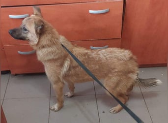 NELLY-Herz aus Gold sucht sehnlichst liebevolles Für-immer-Zuhause