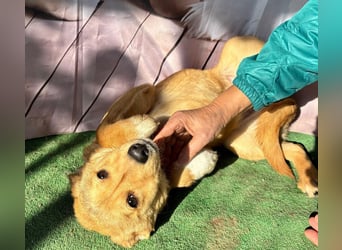 Hübsche IRIS-verschmust, liebesbedürftig sucht sie dringend ihr liebevolles Für-immer-Zuhause