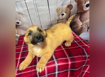 Scout – will endlich mehr erleben als den tristen Tierheimalltag