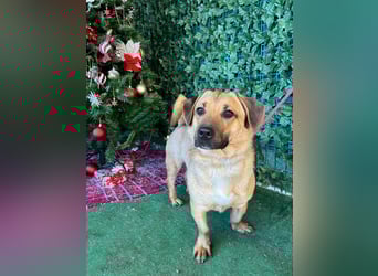 Niedlicher PACO-zutraulich, verschmust, liebenswert, den Menschen zugetan sucht sehnsüchtig Zuhause