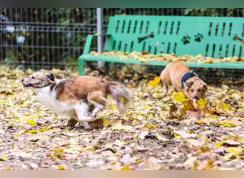 BISCUIT-kleiner Sonnenschein-liebevoll, anhänglich sucht sein liebevolles Für-immer-Zuhause
