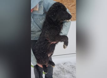 SAM-wartet im kalten, lauten Zwinger ganz sehnsüchtig auf ein liebevolles Zuhause