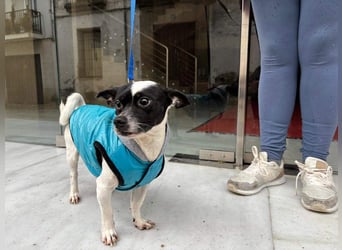 RUMI-kleines Herz auf 4 Pfoten, sanft, ruhig, liebt Kinder und Menschen -wo wartet seine Familie