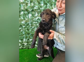 Freundliche MAGGY- wartet auf gepacktem Köfferchen auf ihre liebevolle Familie