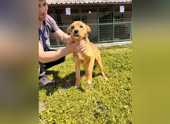 GUNNER - wer verliebt sich in diesen kleinen Schatz und schenkt ihm ein liebevolles Zuhause?
