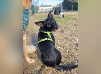 KOMO-unkomplizierter, kleiner Herzensbrecher, auf der Suche nach seinem Zuhause