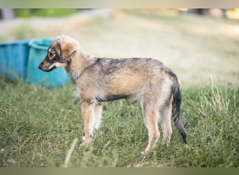 FELIA -wartet im Tierheim 79312 Emmendingen auf ihr liebevolles Für-immer-Zuhause