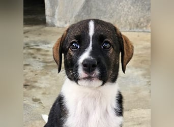 SAGA-wächst zu einem neugierigen und verspielten Hundekind heran