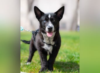 NORR-kleiner Sonnenschein, sehr lieb, ausgeglichen, verspielt, menschenbezogen