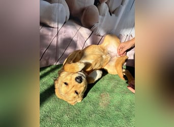 Hübsche IRIS-verschmust, liebesbedürftig sucht sie dringend ihr liebevolles Für-immer-Zuhause