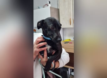 CHICO-sozial,umgänglich,schon gut erzogen sucht er auf gepacktem Köfferchen  sein Für-immer-Zuhause