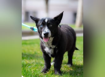 NORR-kleiner Sonnenschein, sehr lieb, ausgeglichen, verspielt, menschenbezogen