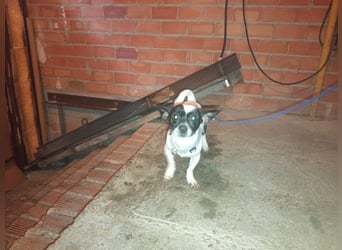 RUMI-kleines Herz auf 4 Pfoten, sanft, ruhig, liebt Kinder und Menschen -wo wartet seine Familie