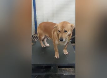 HONEY-feiner Charakter, traurige, braune Kulleraugen auf der Suche nach liebevollem Zuhause