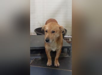 HONEY-feiner Charakter, traurige, braune Kulleraugen auf der Suche nach liebevollem Zuhause