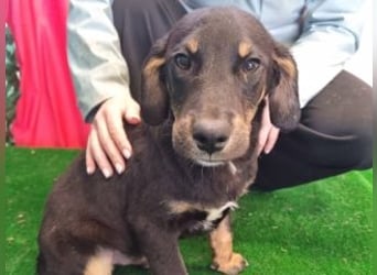 OLAF-überaus liebenswürdigen schokoladenfarbenen Mischlingsrüde