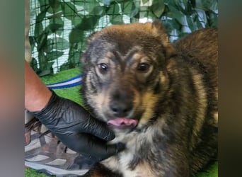 TESSA- Hundemädchen zum liebhaben sucht liebe Für-Immer-Familie