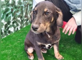 OLAF-überaus liebenswürdigen schokoladenfarbenen Mischlingsrüde