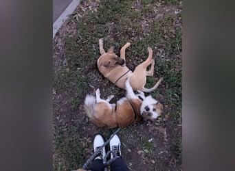 BISCUIT-kleiner Sonnenschein-liebevoll, anhänglich sucht sein liebevolles Für-immer-Zuhause