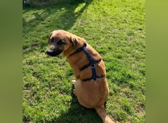 ZORRO-möchte IHR neues Familienmitglied werden!