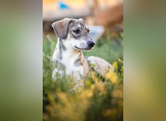 MILO - wartet auf Pflegestelle in 79206 Breisach auf ein gutes Zuhause