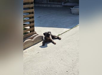 TAZ-ruhiger, sanfter, kluger ,vertrauensvoller Bub will endlich ankommen
