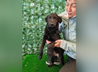 Freundliche MAGGY- wartet auf gepacktem Köfferchen auf ihre liebevolle Familie