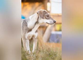 MILO - wartet auf Pflegestelle in 79206 Breisach auf ein gutes Zuhause